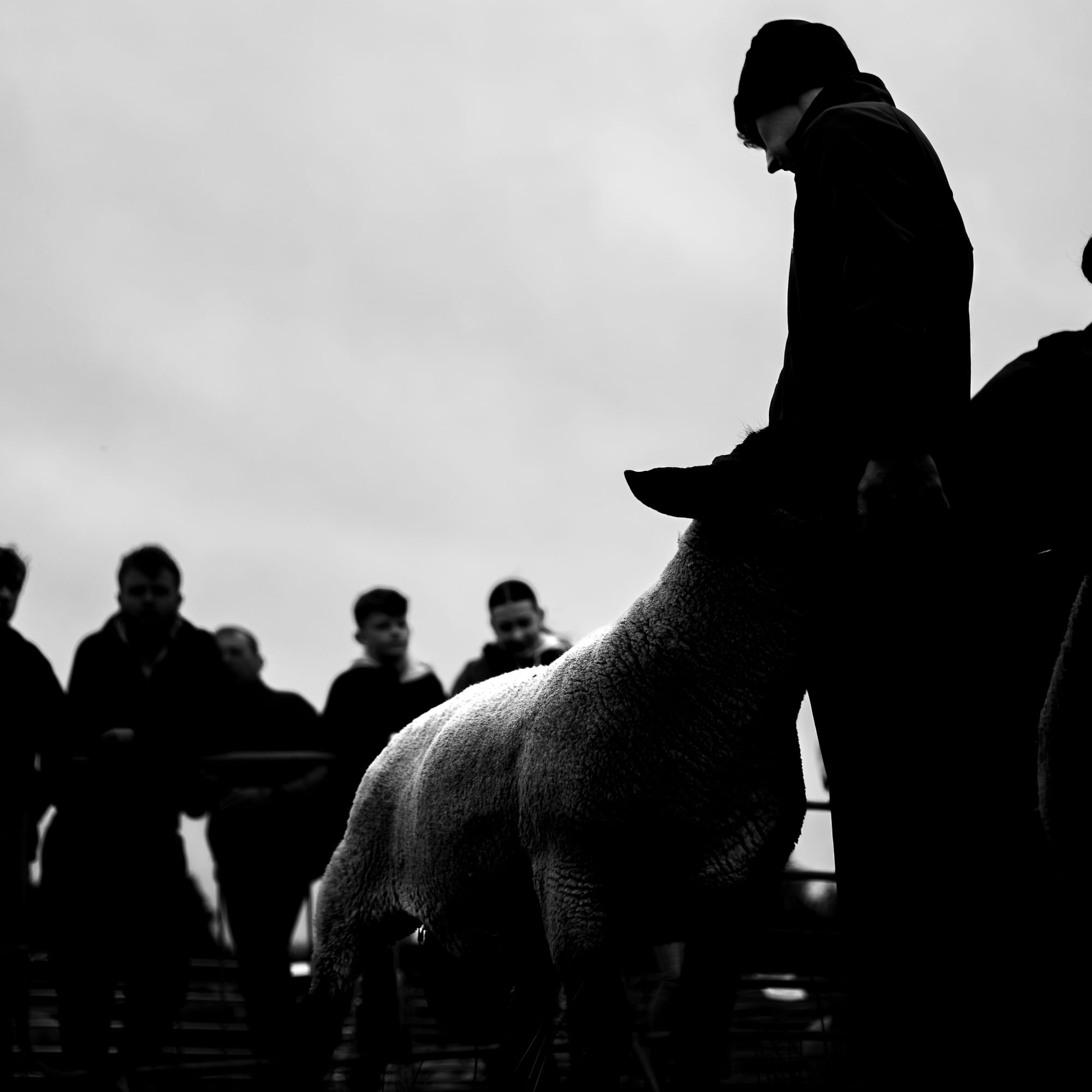 Strokestown Show gallery photo 16